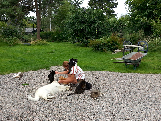 Sommarbild från Katthemmet